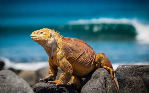 Ecuador & Galapagos