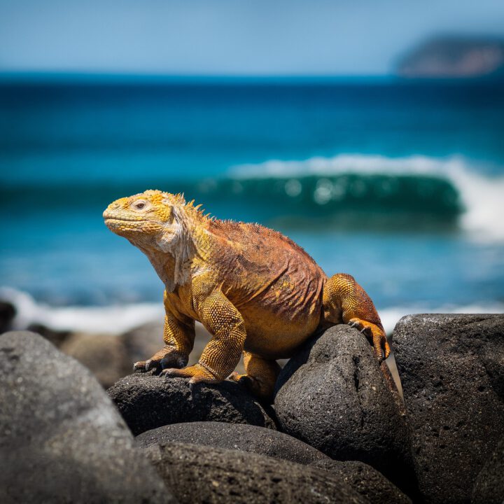 Ecuador & Galapagos